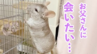 いつも一緒に遊んでいるチンチラ親子が離れ離れになるとどうなる？ チンチラ Chinchilla