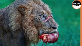 Alpha Male Lions Are Heartless