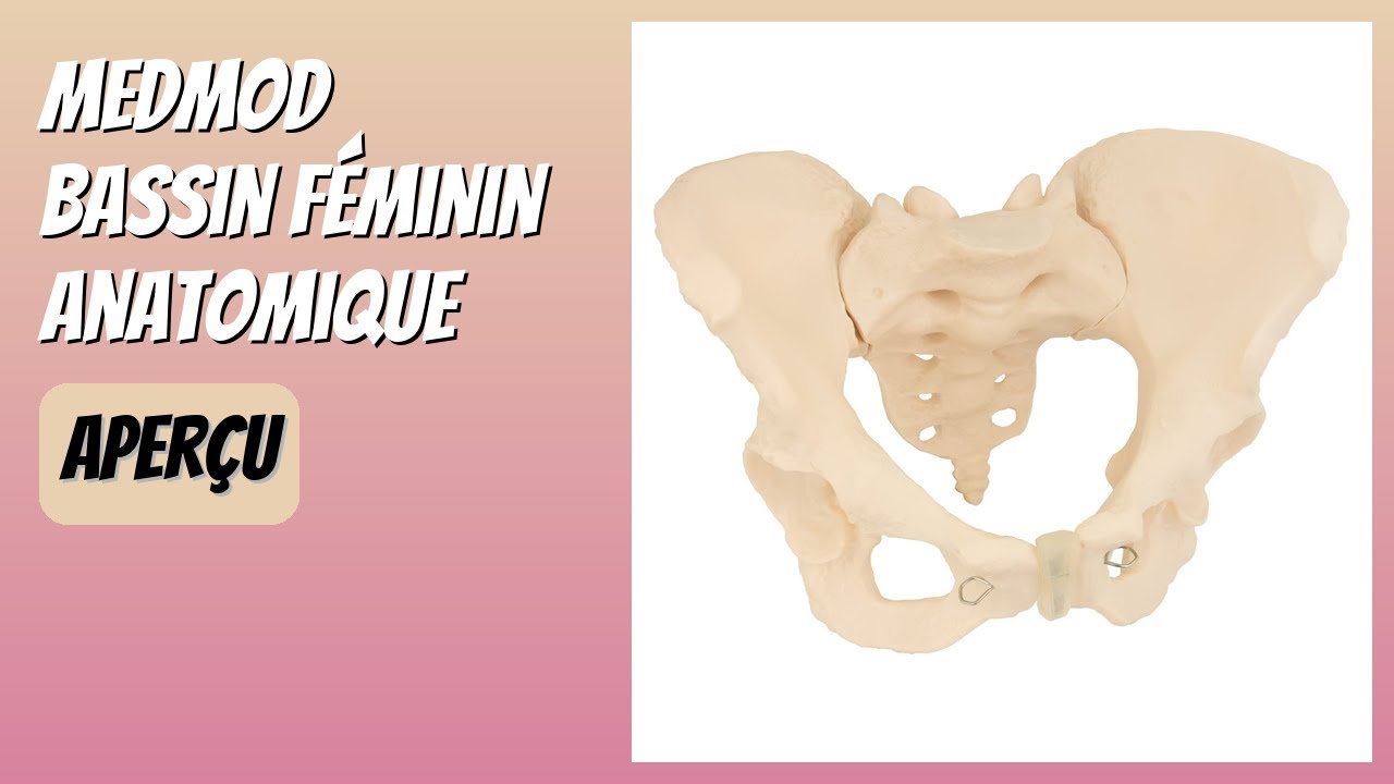 AVIS (2026) : MedMod Bassin féminin anatomique. DÉTAILS
