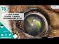 CAPÍTULO 76: 👀 ¡KIWI tiene dos úlceras oculares! - Veterinario Especialista en Oftalmología Perros