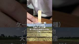 リードってなんぞや？って思ってる人集合#shorts