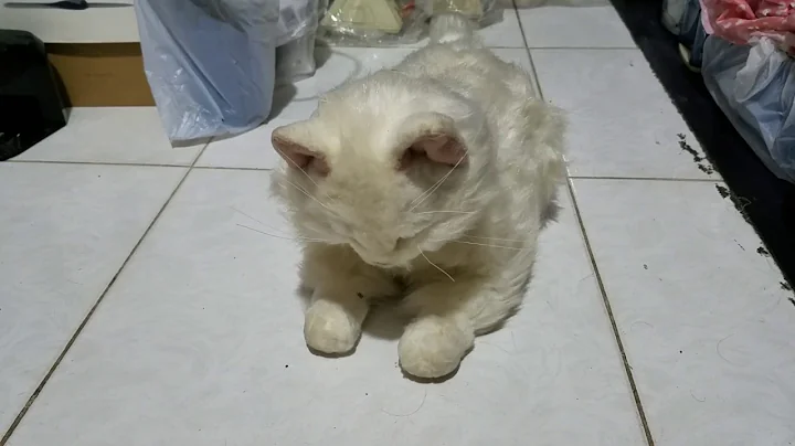 My robot cat