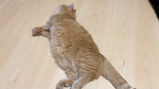 落とし猫-The cat is on the floor.-
