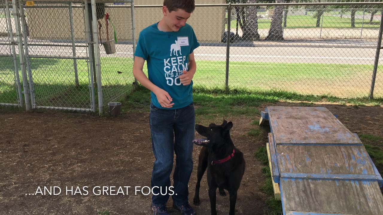 Lucky at Ventura County Animal Services YouTube