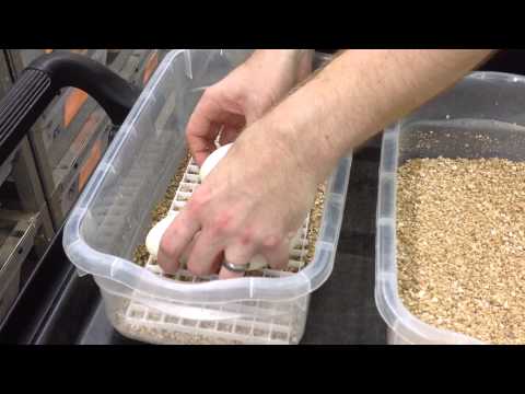 Garrick DeMeyer's Ball Python Breeding Season- breeding, gravid females, and egg setup.