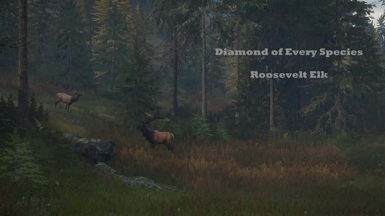 Diamond of Every Species Roosevelt Elk YouTube