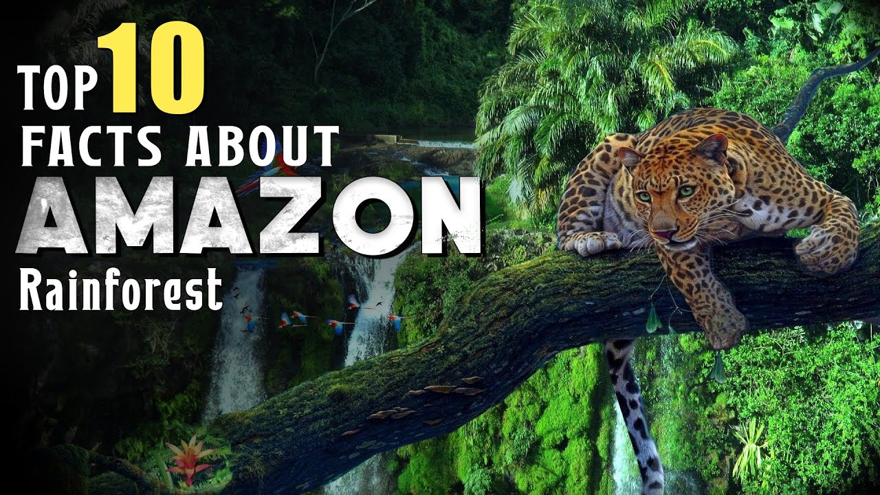 Top 10 mind blowing facts about the Amazon Rainforest - YouTube