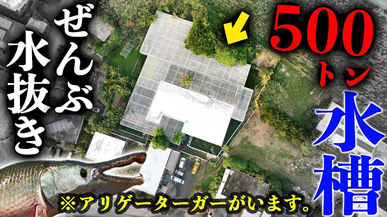 外来危険生物がいる５００トン水槽の水ぜんぶ抜きます！in  宮古島#1