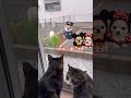 怖い会話〜🙀　　　　　　　　　　　　　保護猫シンとテンの物語