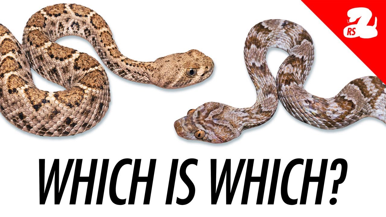 Python And Rattlesnake Baby Rattlesnake or Harmless Snake? How to Tell the Difference - YouTube