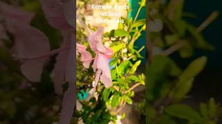 Remove insects/pests without using any Chemical on plants....#plant #viral#plantsofindia
