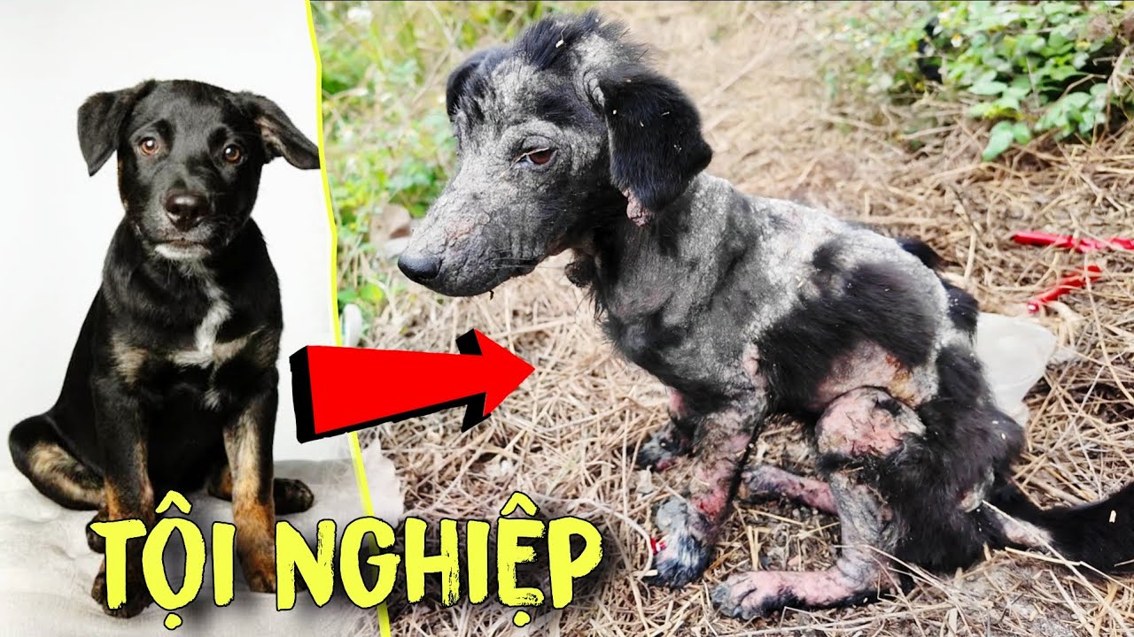 Cuộc Gọi Khẩn Cấp Đưa Cún Con Tội Nghiệp Tới Bệnh Viện - Puppy | Luận Vlog