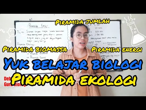 Video: Apa batasan piramida ekologi?