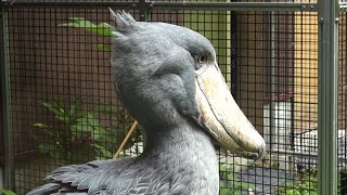 意外と動き回る！ 眉目秀麗なハシビロコウ