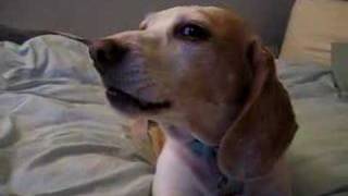 My Lemon Beagle