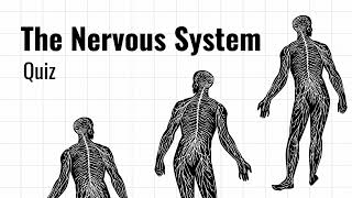 The Nervous System quiz