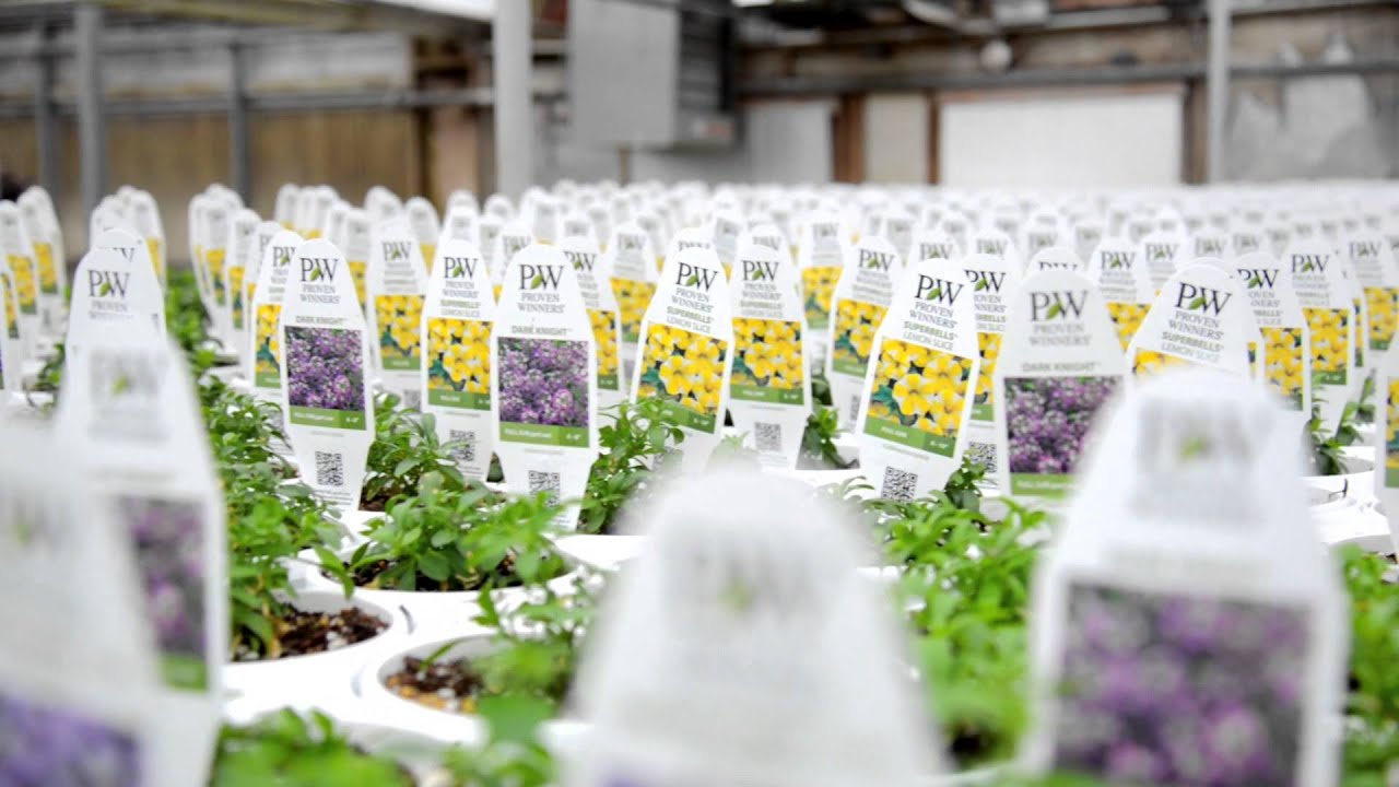 Choose Hampton Mcdonald Garden Center You Choose Hampton Mcdonald Garden Center