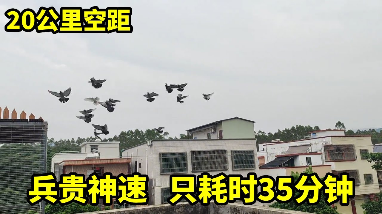 人没回来鸽子先归来了！20公里空距训放，只用35分钟，鸽子比我先到家，真是让人意外#鴿子 #信鸽赛鸽 #训放鸽子