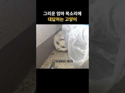 이틀동안 실종된 스코티쉬폴드 고양이