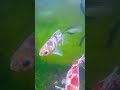 金魚　朱文金  白黒透明鱗　　#goldfish #アクアリウム #金魚 #aquarium