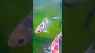 金魚　朱文金  白黒透明鱗　　#goldfish #アクアリウム #金魚 #aquarium