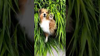 Wait for it  Video by @nora.cute.sheltie Follow her! #dog #pet #sheltie #shetlandsheepdog #pets