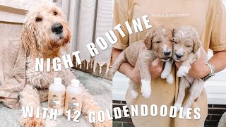 MY NIGHT ROUTINE WITH 12 GOLDENDOODLES