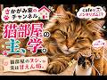 猫部屋の秘密