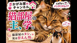 猫部屋の秘密