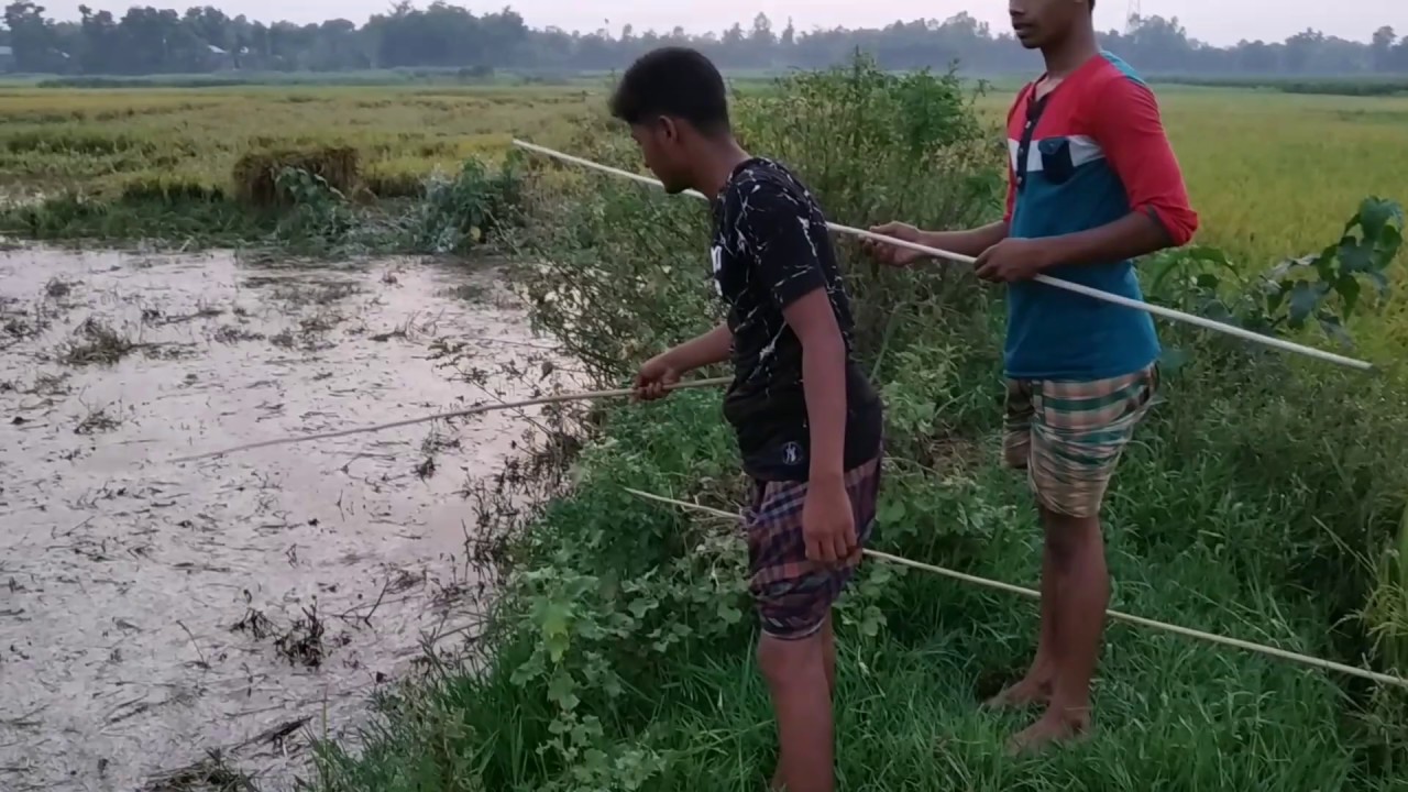 Hook fish catching in the village. Amazing hook fish catching village