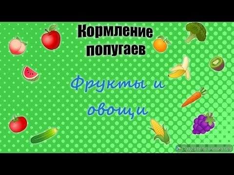 Содержание волнистых попугаев/ разрешённые фрукты и овощи/ кормление попугаев