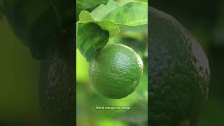 5 Fun Facts about Oranges