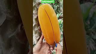 Fresh Papaya Fruit Cutting Video | Healthy Papaya Benefits #shorts #ytfeeds #papaya #health