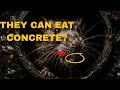 Manila's Urban Monster: The giant sewer Rat