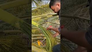 Why Do They Cut Perfectly Good Dates