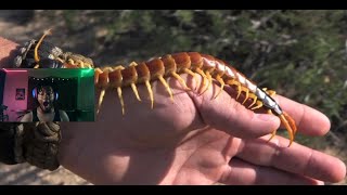 I HATE Those Things!!! Are Centipedes OP?