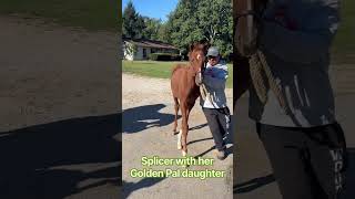 Splicer in foal to Goldenscents, with her Golden Pal daughter.