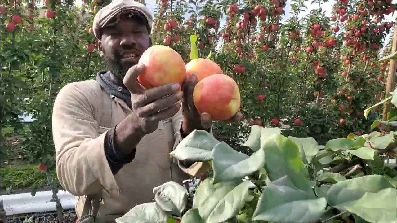 2 Ambrosia apple picking bc Canada 🇨🇦 YouTube