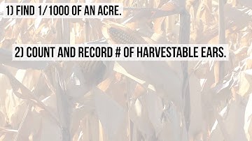 How to Estimate Corn Yield