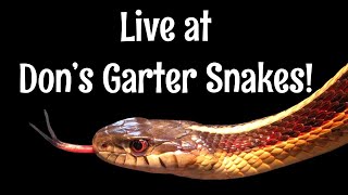 Live At Don’s Garter Snakes !