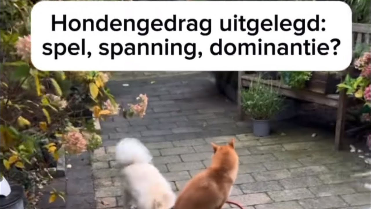 Uitleg over hondengedrag🐾 Spel? Spanning? Dominantie?