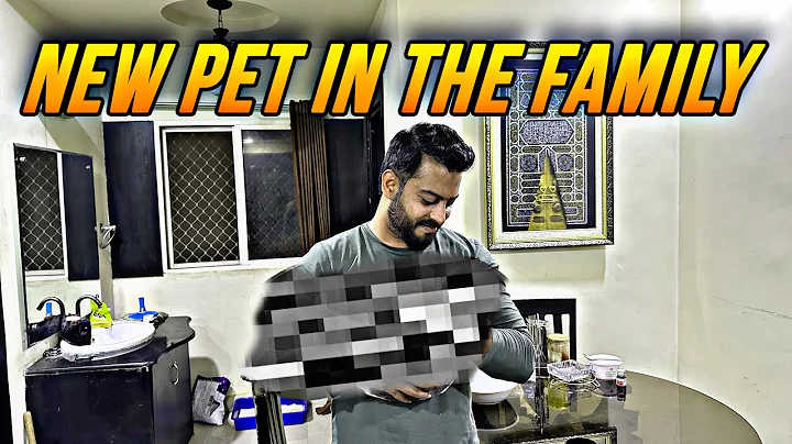 Video 11121901: persian cat, adoptable pet, pet lover, kitten