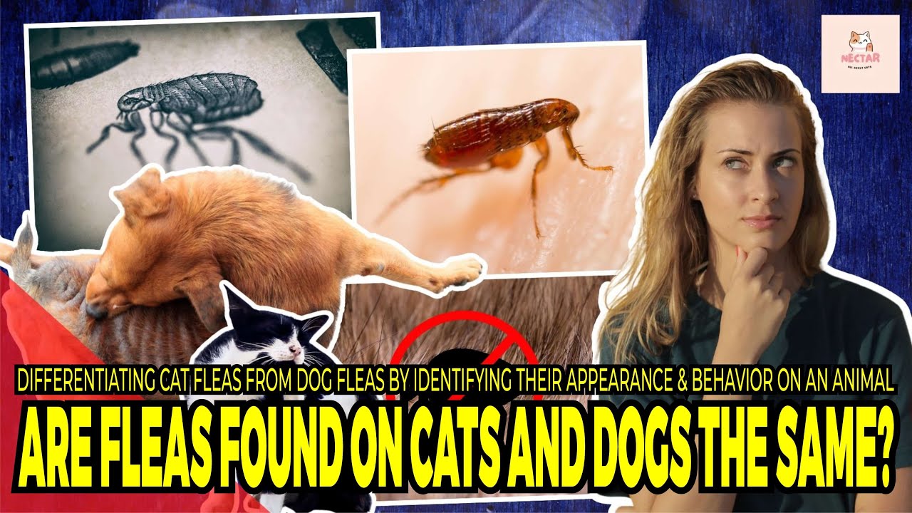 Are Fleas Found on Cats and Dogs the Same? Watch This Carefully! 😱