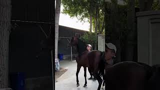 What Is Going On With This Horse 621