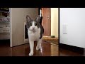 #57 呼べば来るネコ - cats coming when called -