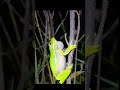 Frog Sounds At Night 