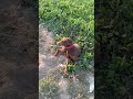 #dog Doberman vairal #shortvideo