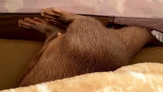 The cute otter buries his head in the blanket and thinks he is not seen. #Shorts