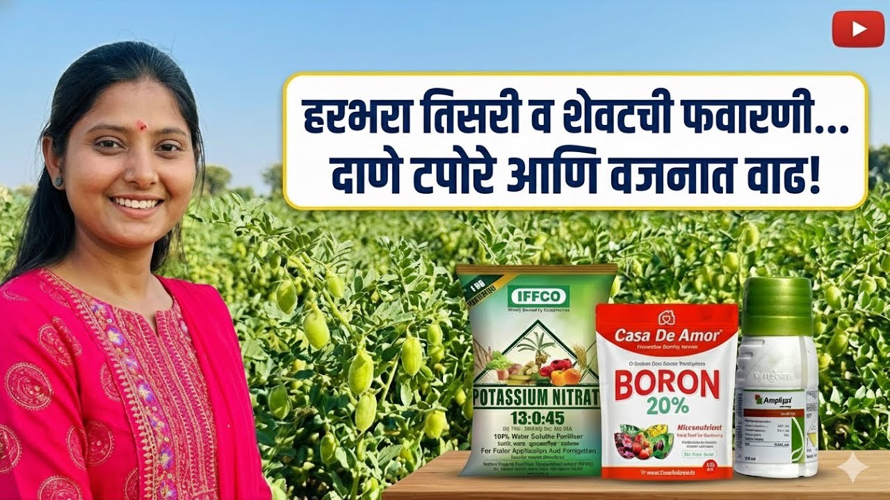 हरभरा तिसरी व शेवटची फवारणी | Harbhara tisri v shevtli favarni 🌿