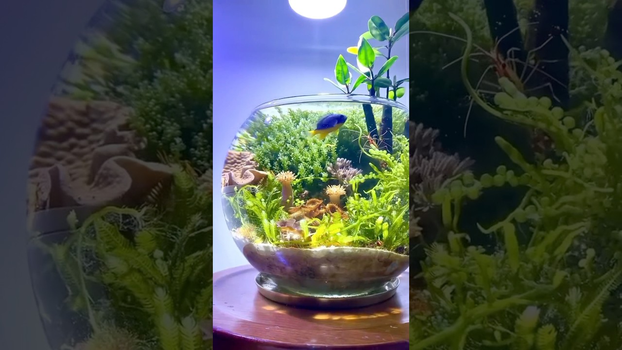 Beauty of Fishbowl macroalgae reef tank 